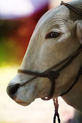 포토 JPG 해외이미지 동물 포유류 사람없음 농사 가축 소 황소 해외202004 해외포토 농업 파일형식 이미지허브