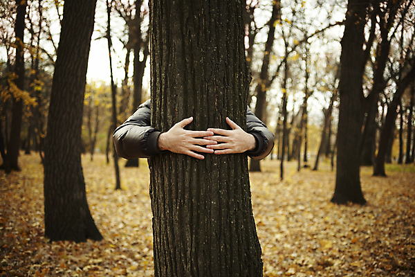 포토 JPG 해외이미지 나무 식물 손 컨셉 상상 자연 사랑 사람 손짓 사람없음 야외 환경 성장 가을 잡기 구출 보호 숲 사인 나무껍질 돌봄 수목 해외202004 해외포토 계절 감정 모션 신체부위 껍질 도움 생태계 파일형식 이미지허브