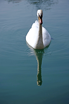 포토 JPG 해외이미지 주간 한마리 호수 사람없음 야외 백조 해외202004 해외포토 자연요소 1 조류 파일형식 이미지허브