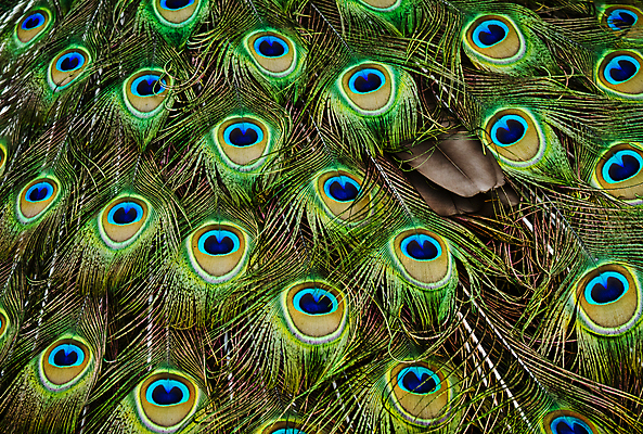 포토 JPG 해외이미지 동물 야생동물 자연 조류 사람없음 파란색 컬러풀 공작 묘사 질감 꼬리 꿩 열대기후 웅장함 해외202004 해외포토 컬러 생태계 파일형식 이미지허브