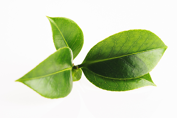 포토 JPG 해외이미지 식물 음료 줄기 백그라운드 잎 자연 새로움 건강 사람없음 초록색 여름 성장 흰색 나뭇가지 신선 차 허브 유기농 내추럴 고립 해외202004 해외포토 나무 웰빙 계절 컬러 컨셉 생태계 파일형식 이미지허브