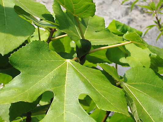 포토 JPG 해외이미지 식물 아시아 종교 잎 아프리카 열대 사람없음 초록색 햇빛 맑음 성경 미국 습기 성장 뜨거움 역사 큼 유혹 원예 치수 정맥 무화과 그리너리 해외202004 해외포토 나라 컬러 컨셉 북아메리카 과일 종교용품 날씨 취미 태양 크기 혈관 파일형식 트랜드컬러 이미지허브
