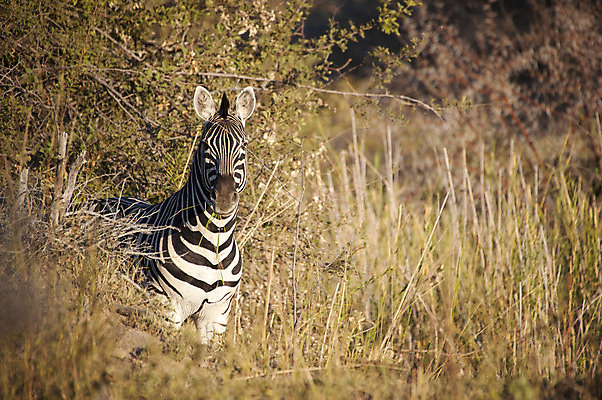 포토 JPG 해외이미지 동물 응시 야생동물 포유류 아프리카 자연 국립공원 서기 사람없음 줄무늬 황무지 사파리 얼룩말 사바나 오지 해외202004 해외포토 시선 공원 나라 무늬 모션 말_동물 생태계 파일형식 이미지허브