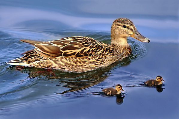 포토 JPG 해외이미지 동물 가족 조류 오리 사람없음 물 평화 수영 아기 석호 해외202004 해외포토 자연요소 컨셉 관계 사람 수상스포츠 파일형식 이미지허브