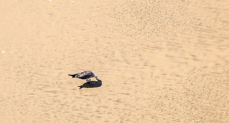 포토 JPG 해외이미지 동물 응시 야생동물 음식 모래 백그라운드 패턴 날개 자연 표시 갈매기 조류 휴가 주택 사람없음 모래사장 걷기 검은색 미국 침묵 벌레 수집 먹기 기아 배고픔 깃털 만족 비둘기 태평양 까마귀 로스앤젤레스 혼자 해외202004 해외포토 시선 감정 바다 컬러 곤충 북아메리카 무늬 모션 건물 소리 사회이슈 생태계 파일형식 이미지허브