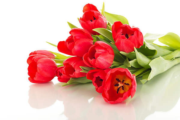 포토 JPG 해외이미지 식물 전통 계절 기념일 꽃 꽃다발 결혼 봄꽃 휴가 부활절 발렌타인데이 선물 사람없음 장식 빨간색 컬러풀 봄 튤립 벚꽃 흰색 인사 생일 메시지 4월 5월 심볼 엽서 정물화 해외202004 해외포토 컬러 데이이벤트 이벤트 예절 날짜 편지 그림 파일형식 이미지허브