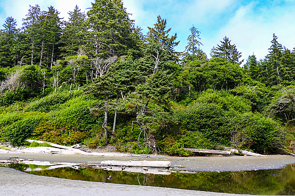 포토 JPG 해외이미지 나무 공원 모래 파도 바다 여행 올림픽 자연 하늘 바람 국립공원 풍경 사람없음 야외 물 여름 컬러풀 미국 침묵 황무지 재산 통나무 태평양 북쪽 루비 워싱턴 전국 해외202004 해외포토 자연요소 식물 계절 공공시설 스포츠 컬러 북아메리카 날씨 금융 소리 보석 방향 생태계 파일형식 이미지허브