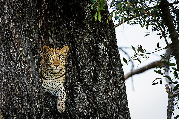 포토 JPG 해외이미지 동물 척추동물 응시 공원 야생동물 여행 포유류 아프리카 자연 친절 털 사람없음 야외 환경 고양이 힘 행성 운전 게임 황무지 보호 위험 큼 모피 심볼 사파리 속도 육식동물 사냥꾼 표범 내추럴 사바나 전국 해외202004 해외포토 직업 시선 공공시설 나라 컨셉 모션 놀이 반려동물 우주 크기 생태계 파일형식 이미지허브