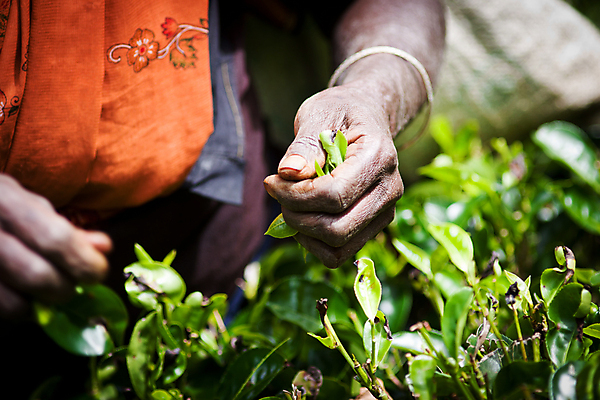 포토 JPG 해외이미지 나무 식물 직업 손 아시아 문화 잎 농업 자연 노동자 건강 사람 인종 사람없음 초록색 농작물 농장 환경 검은색 수확 성장 신선 잡기 업무 닫기 선택 차 자르기 먹기 허브 날것 보여주기 이국적 조작 진짜 해외202004 해외포토 나라 산업 음료 컬러 컨셉 모션 신체부위 작업 생태계 파일형식 이미지허브