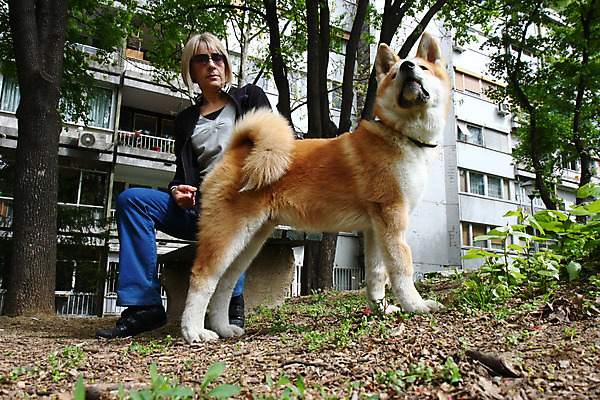 포토 JPG 해외이미지 동물 휴식 사랑 한명 사람 반려동물 일본 용기 자신감 개 강아지 기르기 지능 힘찬 해외202004 해외포토 1 그릇 감정 아시아 컨셉 포유류 돌봄 파일형식 이미지허브