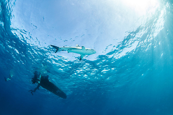 포토 JPG 해외이미지 동물 야생동물 스포츠 바다 여행 백그라운드 자연 어류 사람없음 야외 물 여름 파란색 바닷속 수중 산호 위험 다이빙 육식동물 암초 깊이 바하마 해외202004 해외포토 자연요소 계절 컬러 컨셉 수영 수중동물 자포동물 생태계 수중스포츠 파일형식 이미지허브