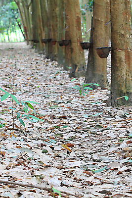 포토 JPG 해외이미지 나무 도로 길 바다 농업 태국 사람없음 정원 산책 목표 고무 깊이 줄서기 해외202004 해외포토 식물 산업 아시아 컨셉 교통시설 모션 휴식 파일형식 이미지허브