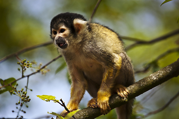 포토 JPG 해외이미지 나무 야생동물 잎 포유류 동물원 사람없음 야외 가로 초록색 갈색 노란색 검은색 나뭇가지 원숭이 해외202004 해외포토 식물 동물 컬러 파일형식 이미지허브