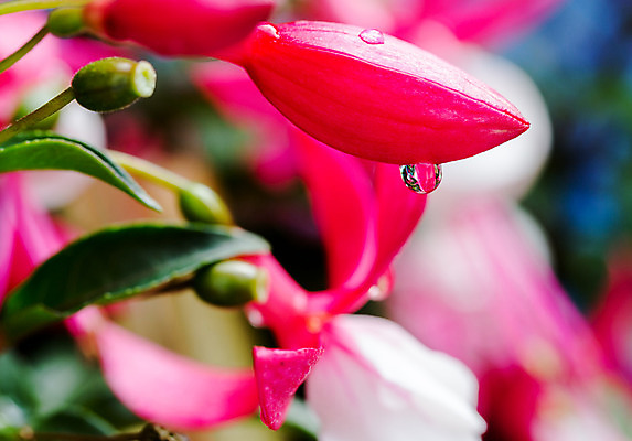 포토 JPG 해외이미지 식물 꽃잎 꽃 분홍색 백그라운드 잎 아침 매달리기 사람없음 장식 빨간색 파란색 컬러풀 보라색 봄 젖음 추위 벚꽃 발코니 흰색 물방울 신선 투명 닫기 그늘 향수 원예 강렬 꽃수술 벌새 영원 우울감 화창 해외202004 해외포토 주간 계절 감정 컬러 모션 날씨 취미 화장품 파일형식 이미지허브