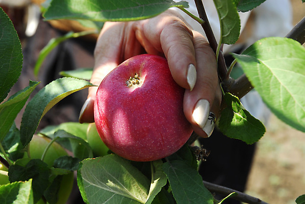 포토 JPG 해외이미지 나무 식물 계절 음식 백그라운드 잎 농업 과일 자연 하늘 건강 사람없음 빨간색 초록색 여름 농작물 햇빛 태양 농장 정원 가을 나뭇가지 시골 선택 달콤 사과 과수원 다발 수집 원예 숙성 해외202004 해외포토 자연요소 산업 컬러 컨셉 취미 맛 생태계 파일형식 이미지허브