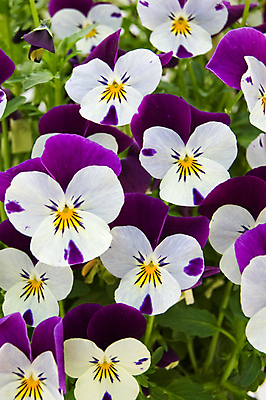 포토 JPG 해외이미지 꽃 사람없음 초록색 노란색 정원 보라색 봄 벚꽃 흰색 제비꽃 묘사 비올라 해외202004 해외포토 식물 계절 컬러 파일형식 찰현악기 이미지허브