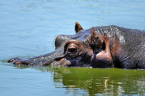 포토 JPG 해외이미지 동물 한마리 공원 얼굴 야생동물 포유류 가족 아프리카 자연 휴식 국립공원 사람없음 강 연못 보호 위험 큼 엉덩이 비만 자연백그라운드 진흙 하마 케냐 무거움 대가리 초식 해외202004 해외포토 1 공공시설 나라 백그라운드 컨셉 관계 신체부위 무게 크기 몸매 생태계 파일형식 이미지허브