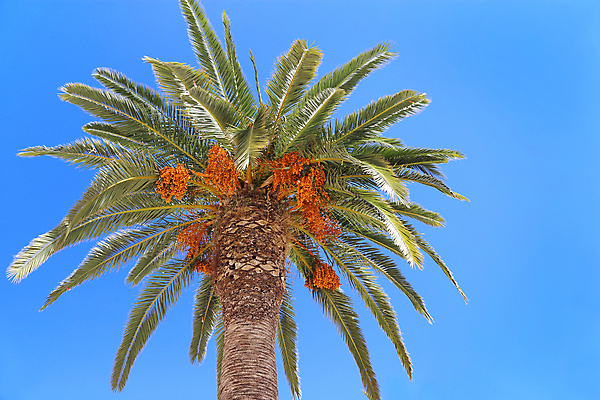 포토 JPG 해외이미지 나무 식물 백그라운드 잎 오렌지 과일 자연 하늘 손바닥 씨앗 사람없음 야외 초록색 파란색 성장 나뭇가지 원형 큼 남쪽 내추럴 숙성 아열대 이국적 해외202004 해외포토 도형 손 컬러 크기 방향 생태계 파일형식 이미지허브