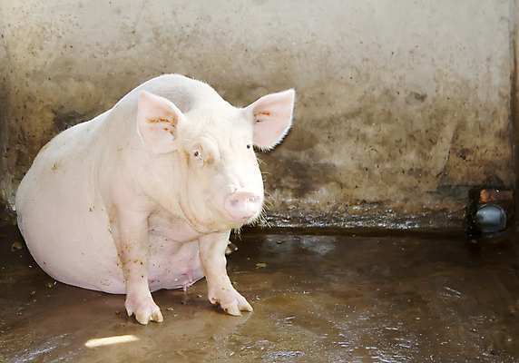 포토 JPG 해외이미지 동물 척추동물 응시 산업 분홍색 농업 포유류 돼지고기 서기 사람없음 야외 농장 농사 시골 돼지 큼 호기심 코 꼬리 귀 주둥이 외양간 밭일 해외202004 해외포토 시선 감정 컬러 컨셉 모션 육류 신체부위 크기 파일형식 이미지허브