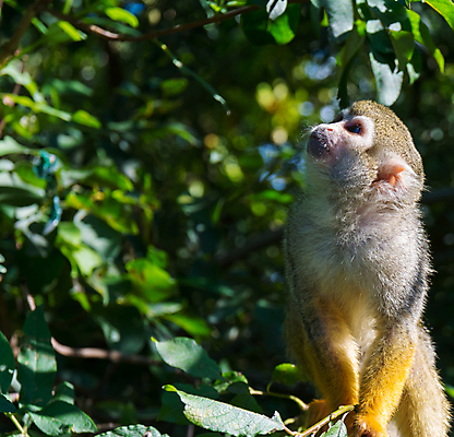 포토 JPG 해외이미지 나무 동물 공원 얼굴 야생동물 포유류 자연 앉기 사람없음 야외 초록색 노란색 미국 나뭇가지 원숭이 아기 숲 작음 열대우림 호기심 다람쥐 남쪽 아마존 해외202004 해외포토 식물 공공시설 감정 컬러 컨셉 북아메리카 모션 사람 신체부위 설치류 크기 방향 생태계 파일형식 이미지허브