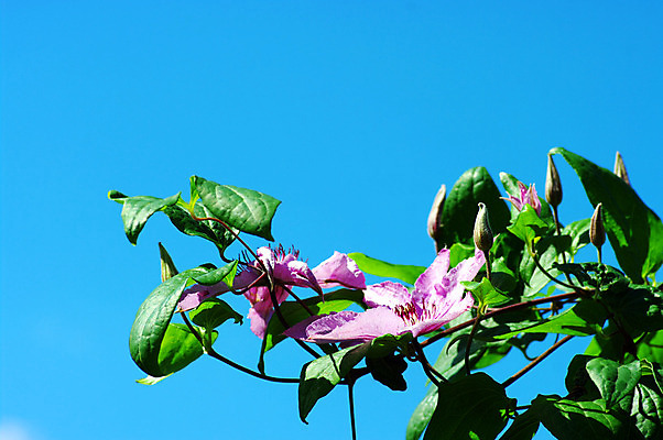 포토 JPG 해외이미지 식물 계절 공원 꽃잎 꽃 분홍색 백그라운드 꽃무늬 텍스트 자연 풍경 사람없음 야외 여름 노란색 우주 정원 보라색 벚꽃 닫기 6월 왼쪽 원예 장면 포도나무 라벤더 내추럴 강렬 꽃수술 영원 카피스페이스 해외202004 해외포토 공공시설 컬러 무늬 모션 취미 공백 날짜 과일나무 방향 허브 생태계 파일형식 이미지허브