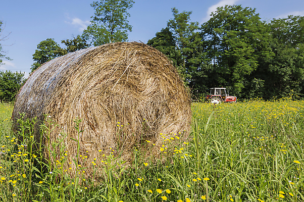 포토 JPG 해외이미지 꽃 농업 잔디 사람없음 여름 시골 볏짚 트랙터 밀짚 해외202004 해외포토 식물 계절 산업 짚 농기계 특수차량 파일형식 이미지허브
