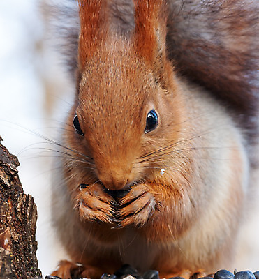 포토 JPG 해외이미지 나무 동물 척추동물 1 응시 공원 야생동물 음식 포유류 자연 털 사람 앉기 사람없음 빨간색 반려동물 갈색 저녁식사 소리 봄 추위 견과류 금지 치아 설치류 숲 작음 먹기 꼬리 다람쥐 호두 솜털 빨간머리 양모 테마 개암 해외202004 해외포토 식물 헤어스타일 시선 계절 공공시설 열매 컬러 모션 식사 직물 소화기관 크기 생태계 파일형식 이미지허브