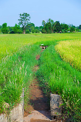 포토 JPG 해외이미지 식물 구름 계절 아시아 문화 음식 줄기 백그라운드 잎 농업 태국 자연 하늘 밥 풍경 사람없음 야외 초록색 물 여름 농작물 농장 농경지 수확 가을 나뭇가지 시골 신선 낟알 시리얼 장면 내추럴 논밭 숙성 해외202004 해외포토 자연요소 나무 나라 산업 컬러 밭 논 생태계 파일형식 이미지허브