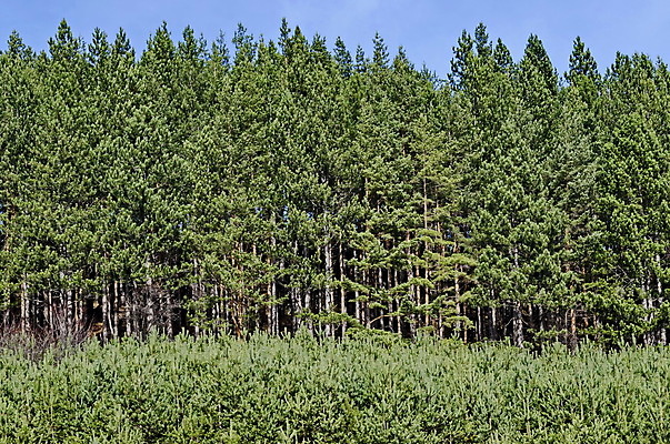 포토 JPG 해외이미지 나무 계절 백그라운드 자연 하늘 새로움 산 사람없음 목재 초록색 파란색 컬러풀 가을 소나무 숲 불가리아 옛날 해외202004 해외포토 식물 컬러 컨셉 재료 생태계 파일형식 남유럽 이미지허브