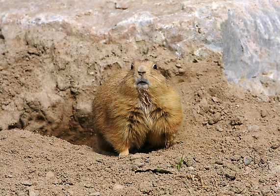 포토 JPG 해외이미지 동물 응시 야생동물 포즈 포유류 자연 수염 털 동물원 서기 사람없음 갈색 관찰 구멍 개 해충 설치류 작음 호기심 먼지 경보 땅바닥 땅파기 주목 해외202004 해외포토 시선 감정 컬러 컨셉 모션 바닥 벌레 크기 생태계 파일형식 이미지허브