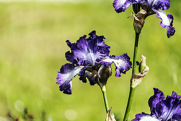 포토 JPG 해외이미지 식물 계절 꽃 꽃다발 잎 자연 날씨 휴식 사람없음 초록색 정원 보라색 화목 힘 봄 에너지 성장 시골 제비꽃 원예 정맥 해외202004 해외포토 컬러 컨셉 취미 생태계 혈관 파일형식 이미지허브