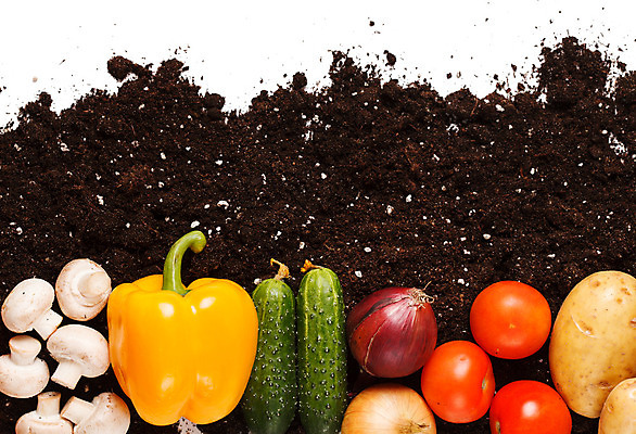 포토 JPG 해외이미지 식물 지구 농업 토마토 채소 자연 성공 양파 오이 새로움 감자 사람없음 야외 빨간색 여름 농작물 노란색 환경 정원 검은색 버섯 흙 봄 당근 수확 성장 가을 신선 작음 시작 유기농 원예 먼지 후추 돌봄 땅바닥 모종 생태학 치유 파종 해외202004 해외포토 웰빙 계절 교육 산업 컬러 컨셉 모션 바닥 뿌리채소 취미 농사 크기 향신료 생태계 파일형식 이미지허브