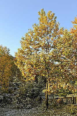 포토 JPG 해외이미지 나무 식물 계절 단풍 잎 오렌지 자연 풍경 사람없음 야외 초록색 울타리 컬러풀 햇빛 태양 노란색 정원 활발 가을 황금 해외202004 해외포토 자연요소 컬러 컨셉 과일 담장 생태계 파일형식 이미지허브