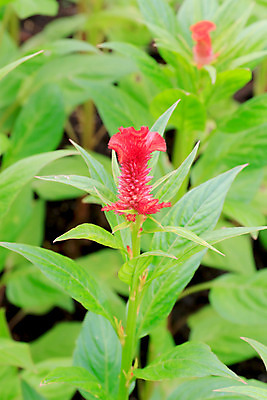 포토 JPG 해외이미지 식물 1 계절 꽃잎 꽃 잎 꽃무늬 패턴 자연 추상 발렌타인데이 사랑 사람없음 야외 장식 빨간색 초록색 정원 활발 성장 벚꽃 신선 향수 순수 원예 생물학 초대 내추럴 창백 파스텔톤 완전 해외202004 해외포토 교육 감정 컬러 컨셉 무늬 데이이벤트 취미 화장품 생태계 파일형식 이미지허브