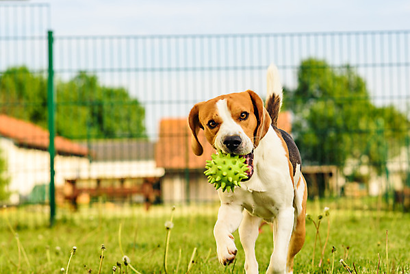 포토 JPG 해외이미지 행복 장난 사람없음 야외 반려동물 장난감 게임 개 순수 비글 해외202004 해외포토 동물 감정 컨셉 포유류 놀이 파일형식 이미지허브