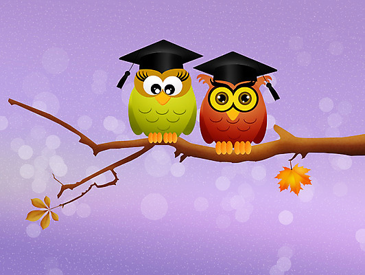 JPG 해외이미지 두마리 일러스트 학사모 졸업 학교 조류 사람없음 나뭇가지 축하 부엉이 해외202004 해외일러스트 나무 동물 모자_잡화 교육 컨셉 2 파일형식 이미지허브
