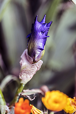 포토 JPG 해외이미지 식물 계절 꽃 꽃다발 잎 자연 날씨 휴식 사람없음 초록색 정원 보라색 화목 힘 봄 에너지 성장 시골 개화 제비꽃 원예 정맥 해외202004 해외포토 컬러 컨셉 취미 생태계 혈관 파일형식 이미지허브