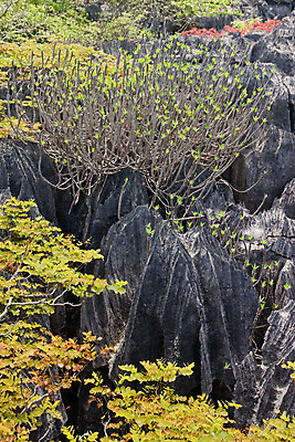 포토 JPG 해외이미지 여행 자연 산 사람없음 초록색 트래킹 회색 부식 그림 마다가스카르 석회암 이국적 절정 해외202004 해외포토 컬러 레저 암석 생태계 파일형식 이미지허브