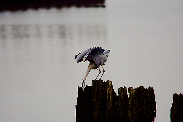 포토 JPG 해외이미지 조류 낚시 사람없음 물 왜가리 해외202004 해외포토 자연요소 동물 레저 파일형식 이미지허브