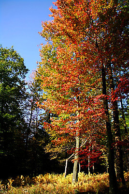 포토 JPG 해외이미지 나무 식물 공원 길 단풍 잎 자연 하늘 풍경 사람없음 야외 빨간색 초록색 파란색 빛 노란색 산책 가을 나뭇가지 플라타너스 카피스페이스 해외202004 해외포토 계절 공공시설 컬러 휴식 공백 생태계 파일형식 이미지허브