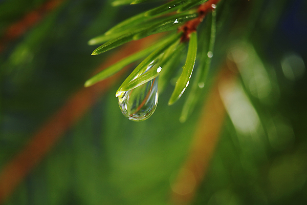 포토 JPG 해외이미지 나무 자연 사람없음 초록색 물 젖음 물방울 액체 떨어짐 묘사 내추럴 가문비나무 해외202004 해외포토 자연요소 식물 컬러 컨셉 생태계 파일형식 이미지허브