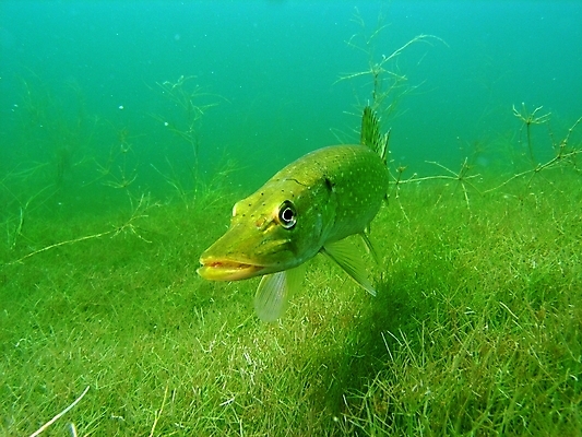 포토 JPG 해외이미지 식물 동물 야생동물 잎 자연 어류 사람없음 초록색 물 여름 사진촬영 수중 스노클링 잠수함 동물상 민물 해외202004 해외포토 자연요소 계절 컬러 조형물 촬영 수중동물 수상스포츠 생태계 파일형식 이미지허브