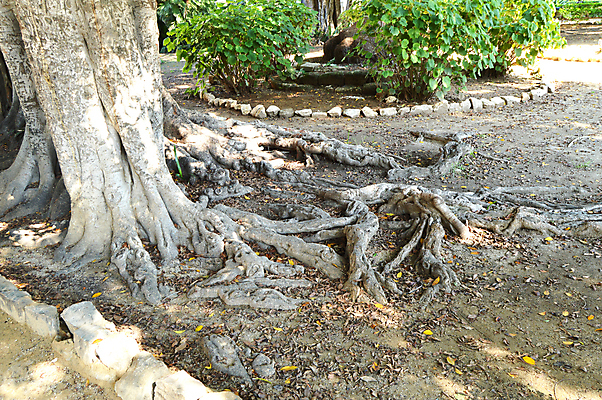 포토 JPG 해외이미지 나무 식물 디자인 지구 백그라운드 밭 농업 자연 새로움 사람없음 옆모습 초록색 여름 빛 농장 환경 정원 흙 놀람 성장 나뭇가지 네트워크 역 숲 큼 땅 묘사 그림 유기농 원예 질감 뿌리 먼지 시스템 내추럴 그런지 생태학 엘리먼트 옛날 해외202004 해외포토 웰빙 계절 교육 감정 산업 뷰포인트 컬러 컨셉 교통시설 표정 취미 크기 생태계 파일형식 이미지허브