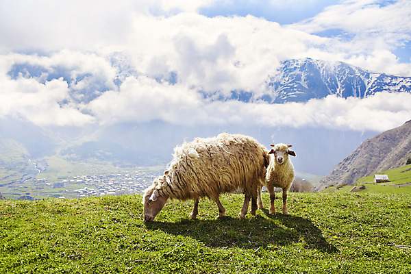 포토 JPG 해외이미지 동물 백인 구름 여행 밭 농업 포유류 자연 하늘 산 풍경 사람없음 초록색 여름 파란색 농장 농경지 환경 맑음 가축 흰색 시골 양 군중 숲 방목 언덕 양고기 밭일 조지아 찰과상 해외202004 해외포토 자연요소 서양인 계절 산업 컬러 날씨 육류 사람 축산업 상처 생태계 동유럽 파일형식 이미지허브