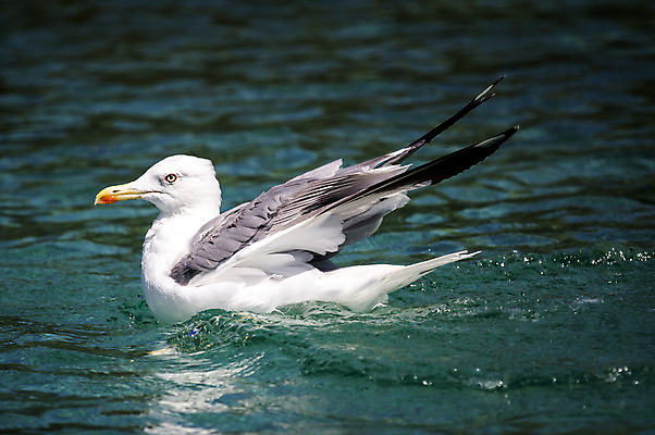 포토 JPG 해외이미지 동물 야생동물 바다 백그라운드 자연 갈매기 조류 하늘 휴가 사람없음 물 여름 파란색 태양 항구 자유 흰색 우아함 내추럴 해외202004 해외포토 자연요소 계절 컬러 컨셉 교통시설 생태계 파일형식 이미지허브