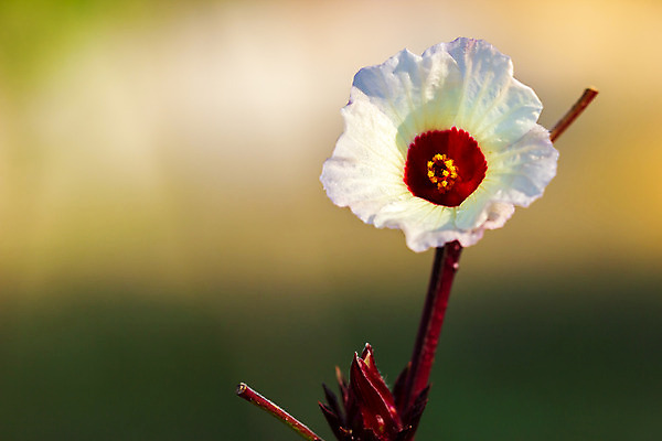 포토 JPG 해외이미지 식물 계절 꽃잎 꽃 음료 음식 꽃다발 백그라운드 잎 꽃무늬 농업 채소 자연 아침 열대 건강 사람없음 야외 빨간색 초록색 햇빛 노란색 우주 정원 수확 성장 벚꽃 흰색 나뭇가지 신선 우아함 자르기 묘사 싱글 유기농 꽃가루 비타민C 해외202004 해외포토 주간 나무 웰빙 산업 컬러 컨셉 무늬 모션 태양 가루 생태계 비타민 파일형식 이미지허브