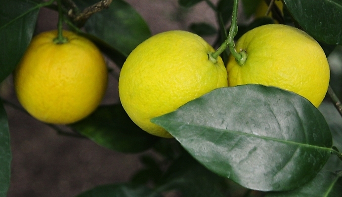 포토 JPG 해외이미지 나무 식물 음식 잎 농업 과일 자연 귤 매달리기 건강 사람없음 초록색 노란색 나뭇가지 신선 먹기 레몬 유기농 내추럴 숙성 해외202004 해외포토 웰빙 산업 컬러 모션 생태계 파일형식 이미지허브