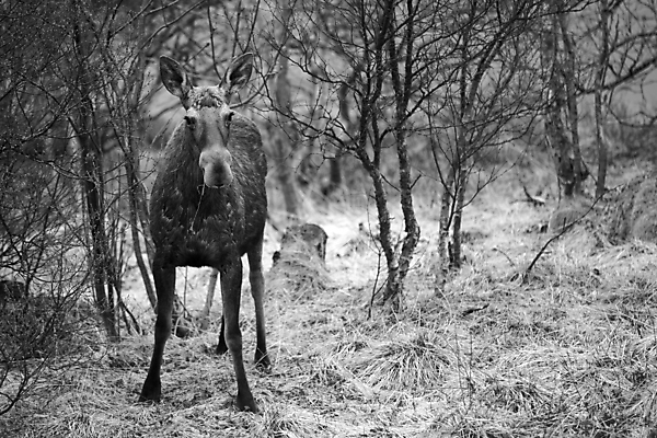 포토 JPG 해외이미지 나무 동물 공원 야생동물 포즈 밭 포유류 자연 노르웨이 서기 풍경 사람없음 야외 갈색 시골 숲 큼 먹기 싱글 황소 북쪽 내추럴 스칸디나비아 엘크 혼자 해외202004 해외포토 식물 공공시설 유럽 컬러 농업 모션 소 크기 방향 생태계 파일형식 이미지허브
