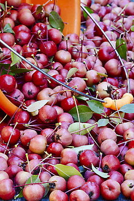 포토 JPG 해외이미지 백그라운드 잎 다이어트 자연 사람없음 빨간색 초록색 여름 노란색 수확 황금 사과 과수원 내추럴 숙성 식용 영양분 많음 해외202004 해외포토 식물 계절 컬러 컨셉 농업 과일 건강 생태계 파일형식 이미지허브