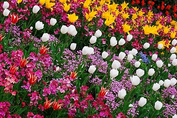 포토 JPG 해외이미지 식물 디자인 꽃잎 꽃 지구 줄기 분홍색 여행 오렌지 자연 휴식 종류 풍경 잔디 사람없음 빨간색 초록색 파란색 컬러풀 노란색 정원 튤립 흰색 침대 제비꽃 네덜란드 시력 성적 수선화 제비 해외202004 해외포토 교육 유럽 컬러 가구 컨셉 과일 조류 생태계 파일형식 이미지허브